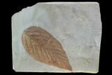 Detailed Fossil Hackberry Leaf - Montana #99430-1